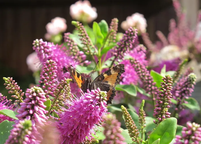 比尔肯德住宿加早餐酒店 住宿加早餐酒店 2*