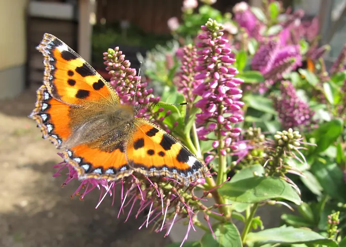 Bed & Breakfast Birkende